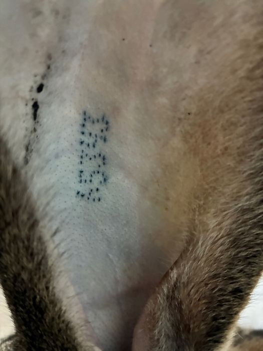 Vand iepuroaica urias german