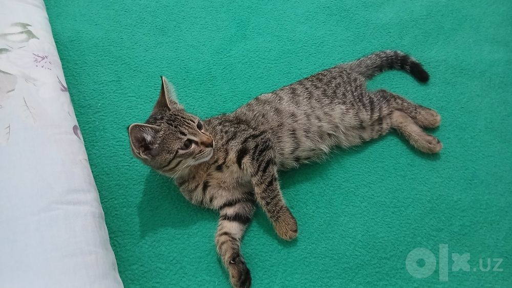 Котик в подарок в добрые руки