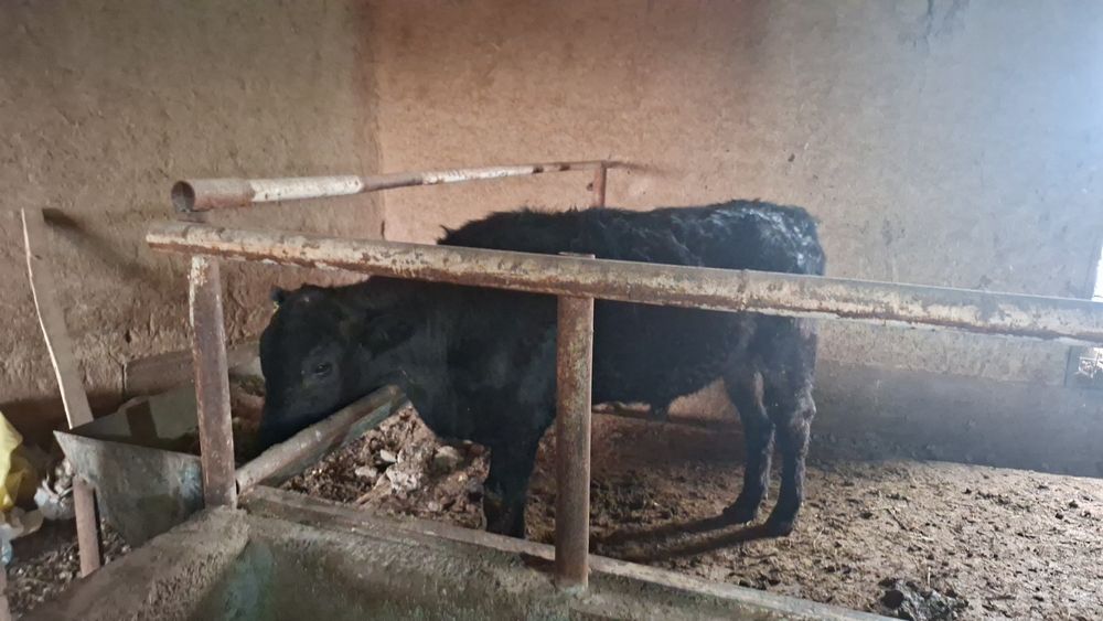 Ангус бузо сотилади