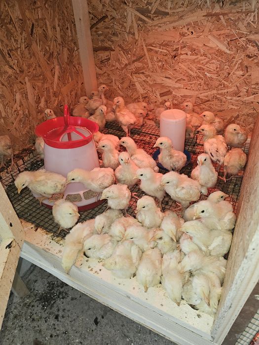 Pui  Sussex New hampshire