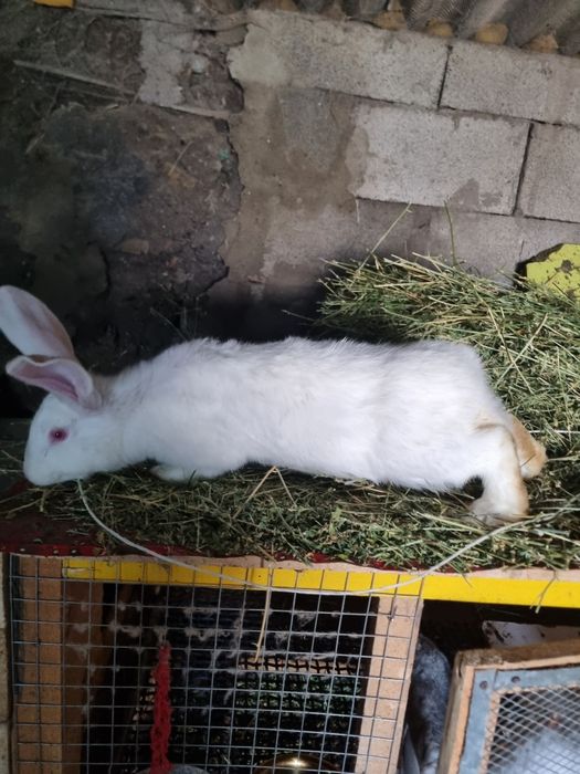Продам кролов- подростков!