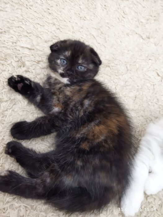 Продается шотландский котёнок