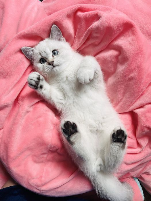 Шотландско таби момченца