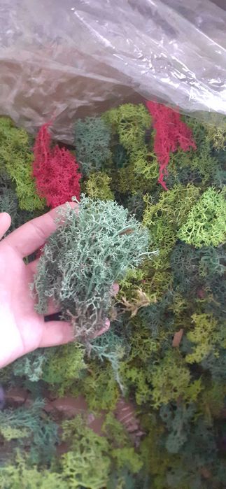 ПРОМО! Скандинавски мъх 20 лв.