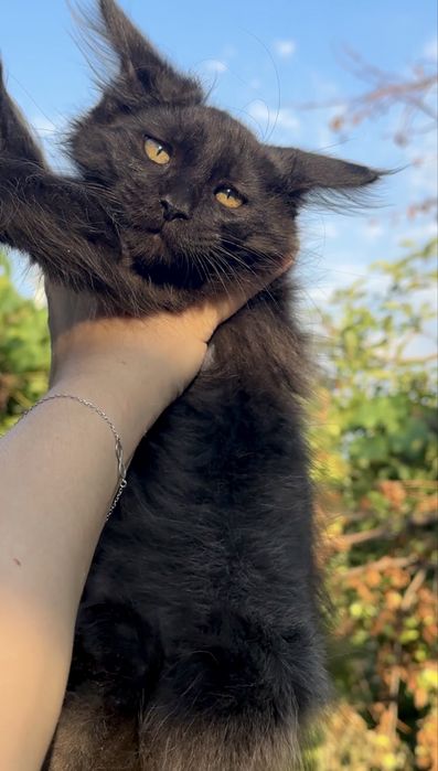 Котенок Мейн-кун мальчик
