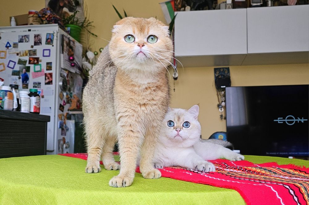 Британски котенца