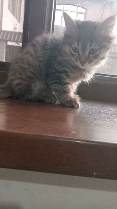 Aqlli va o‘ynoqi mushuk