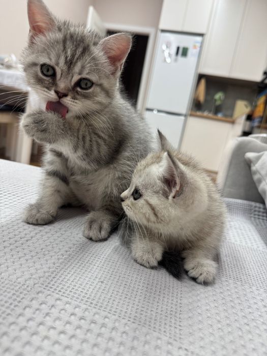 Шотландские котята