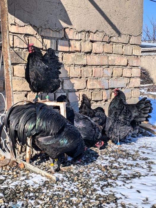 Avstralorp Ruminiya Tuxumlari sotiladi Avstralop Австралорп Австралоп