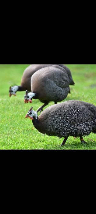 Pui de gaina si bibilici