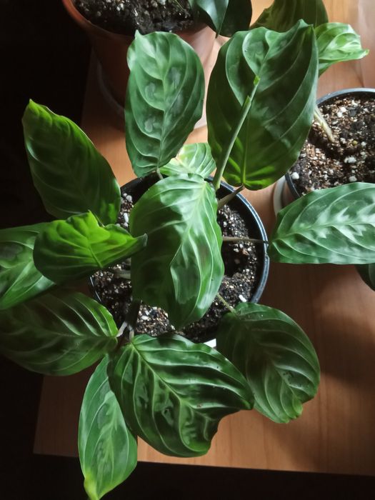 Валлота луковичное Растение