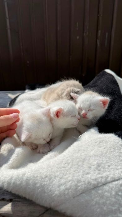 Котятя,полубританцы