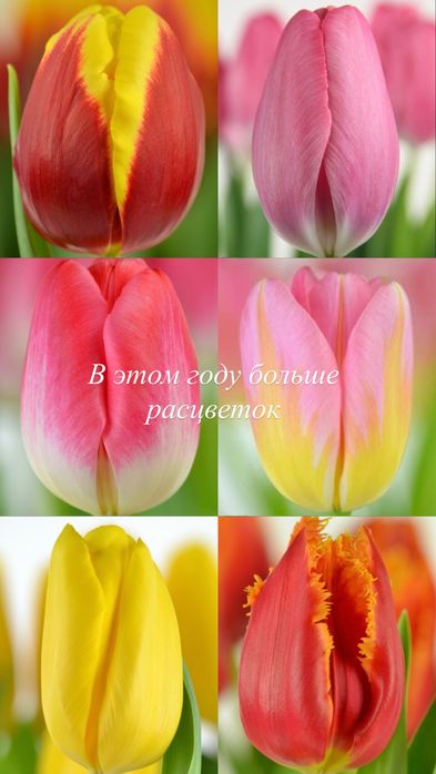 Тюльпаны оптом на 8 Марта