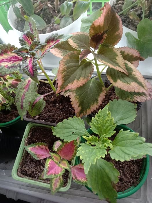 Комнатные цветы для вас