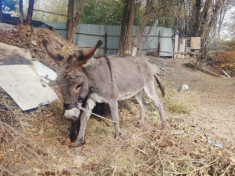 Бар кассасында гейлер