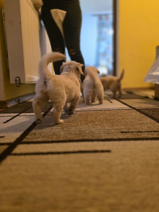 Бебета Голдън ретривър