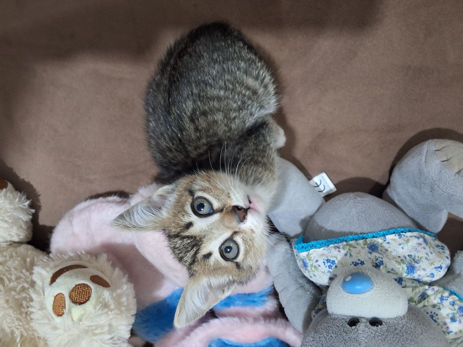 Котята в хорошие руки