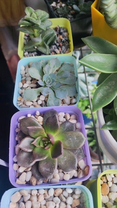 Суккуленты отростки