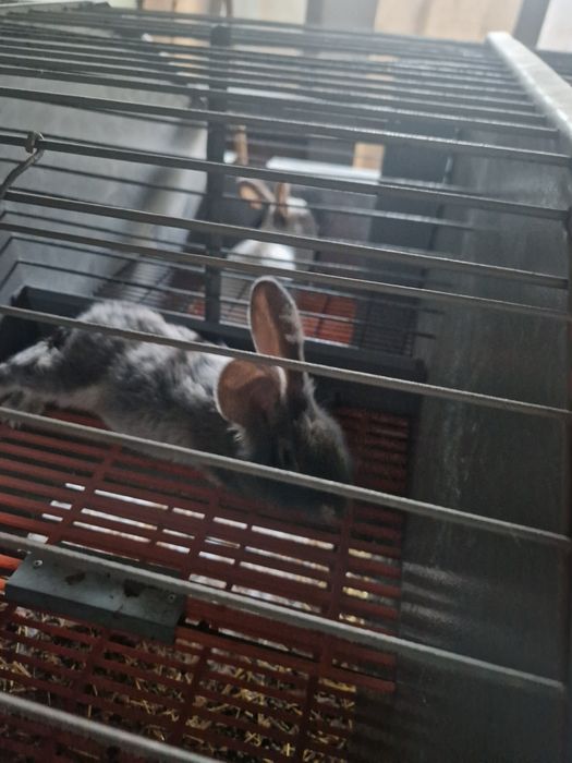 Куёнлар уй шароитида бокилган