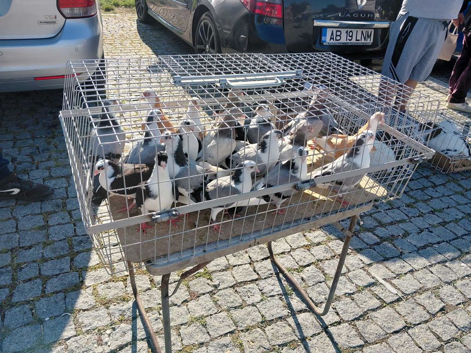 Porumbei poște si galațeni