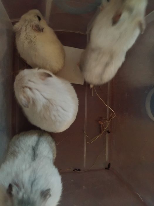 Hamsteri albi de vânzare si pui