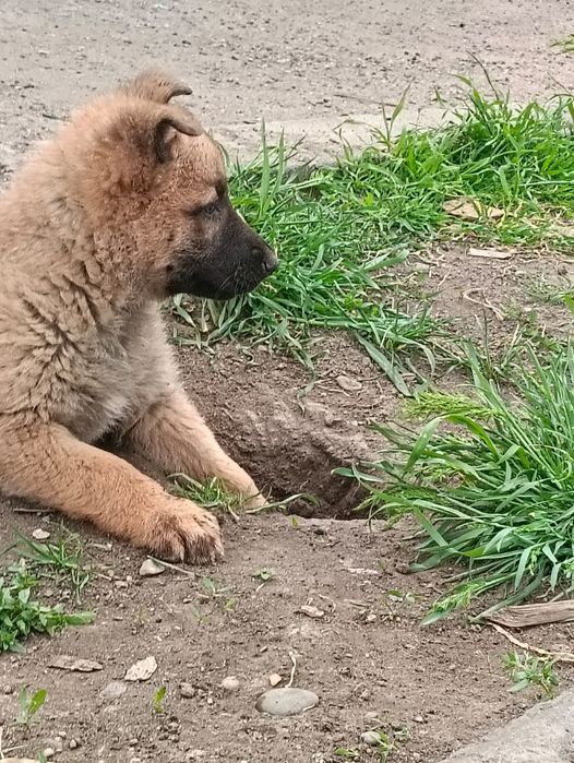 Продам девочку бельгийская овчарка