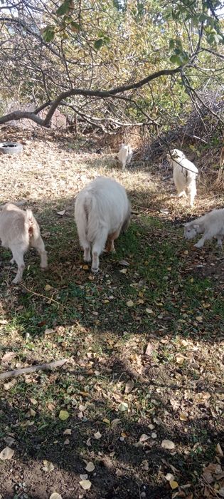 Zotdor Rossiyskiy echkilar sotiladi