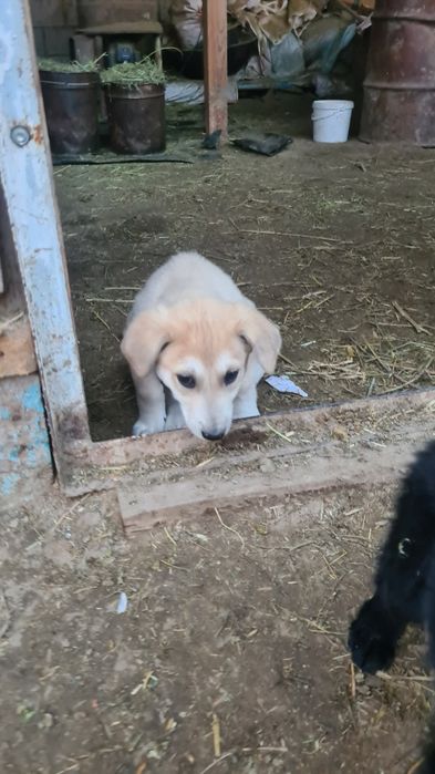 Күшік сатылады тазы