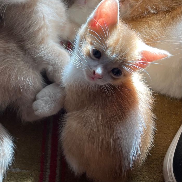 Котята (мальчики)