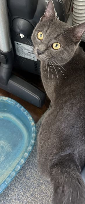 отдам в добрые руки