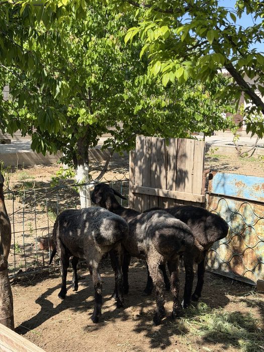 Қошқарлар срочно сатылады