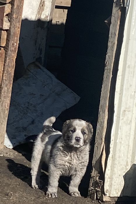 Сатылады Алабай  1ай 12күн болды туылғанына