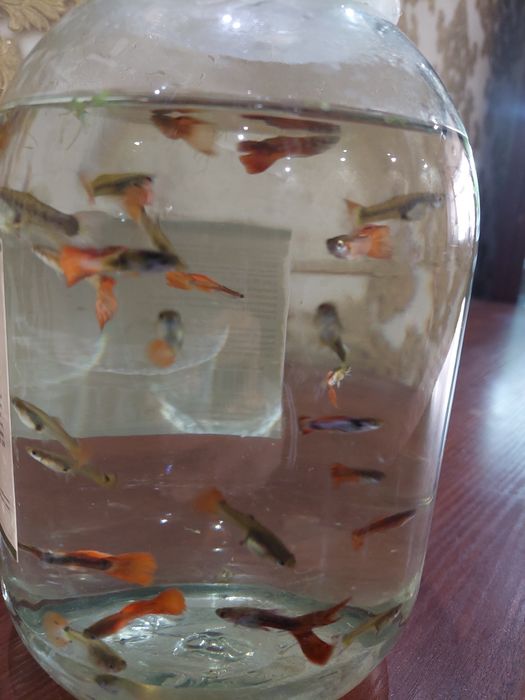 Аквариумные рыбки гуппи