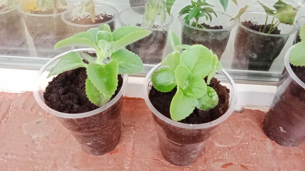 Продам мяту комнатную (плектрантус)