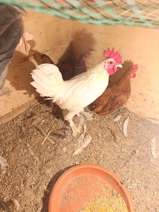 Yapon Tovuq Xorozlar sotladi