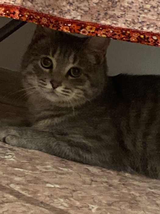 Отдам кота в хорошие руки