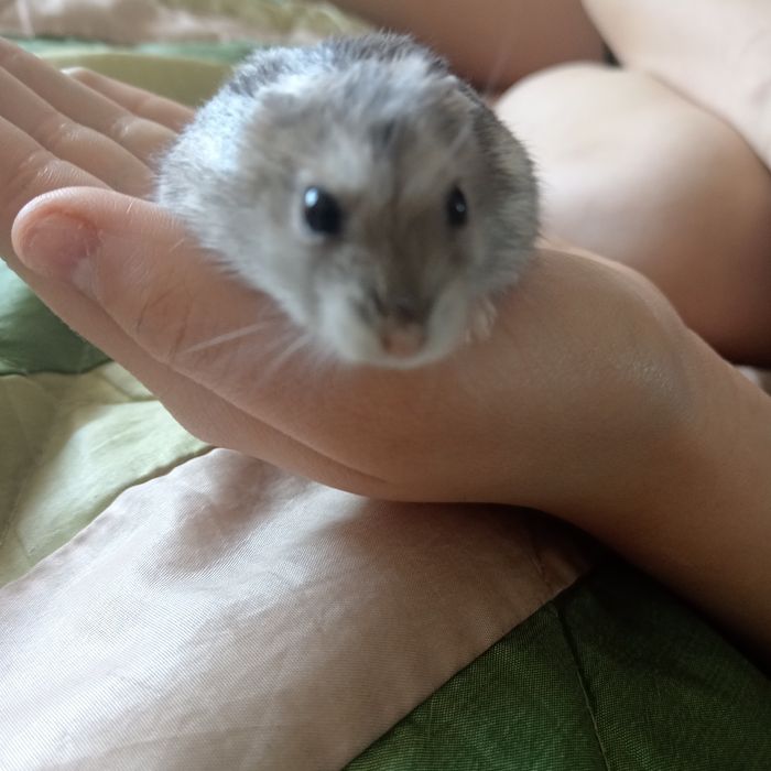 Продам джунгаррского хомяка