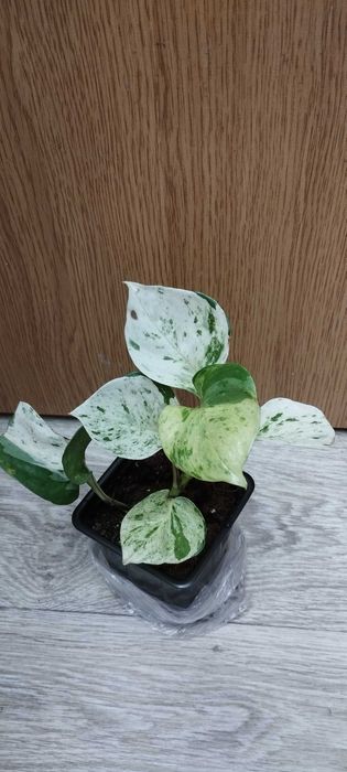 Цветя за продажба!