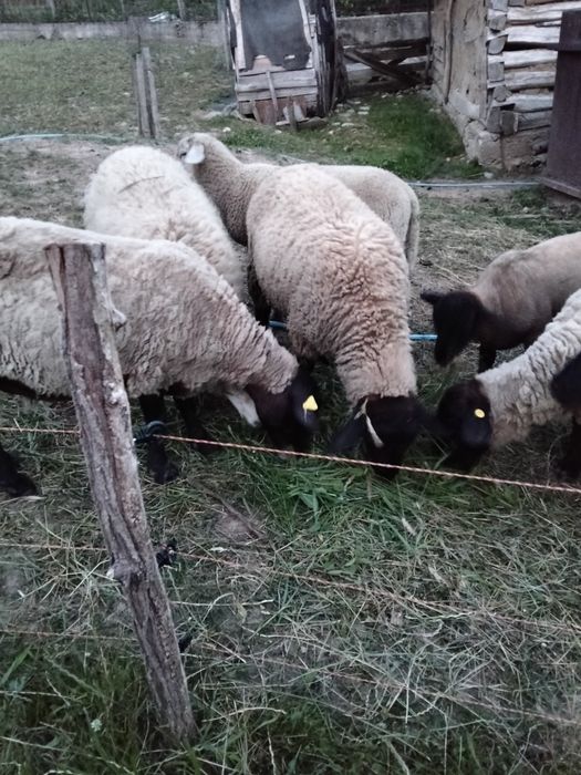 Oi sulfoc de vânzare