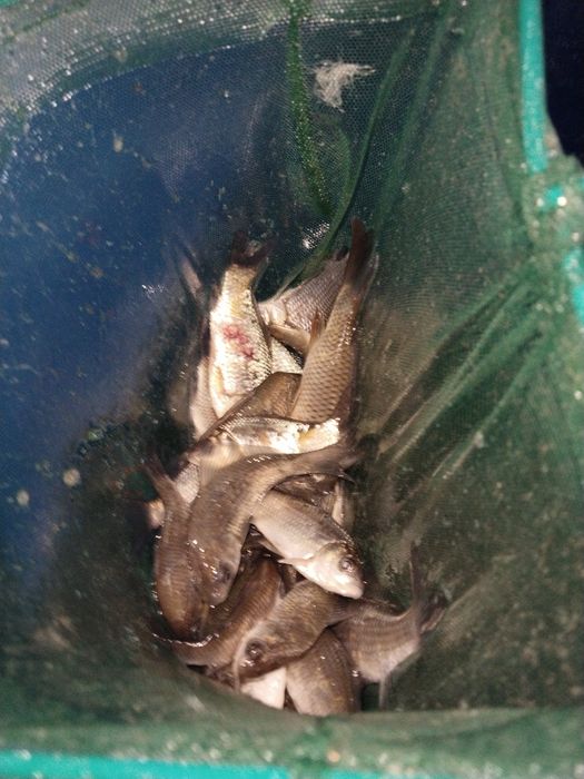 Живец сатылады..