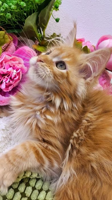 ОГНЕННЫЕ !! Мейн - Кун котята