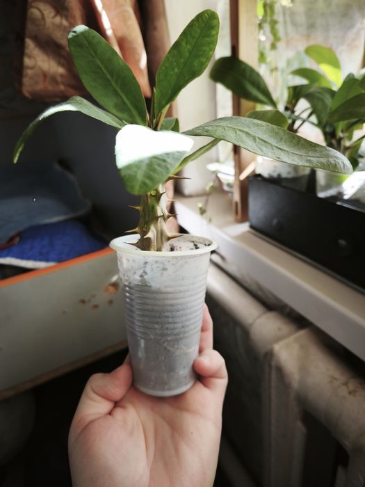 Эуфобия Миля. Молочай