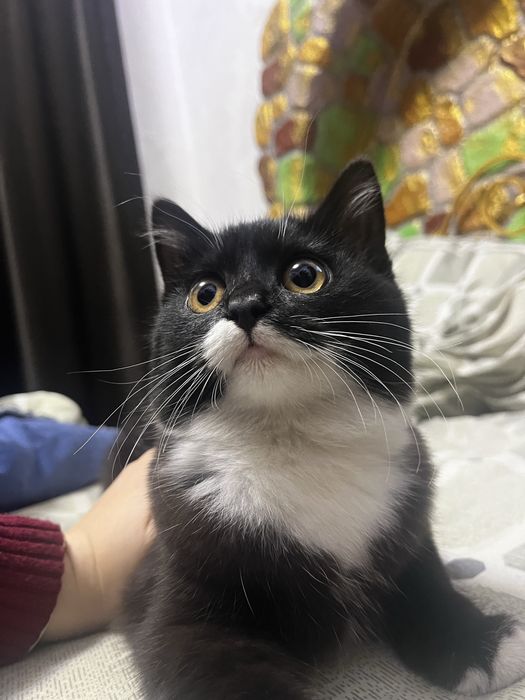 Отдаем котят в добрые руки