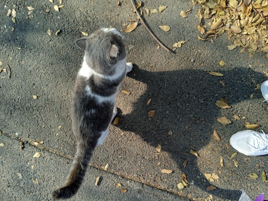 Отдам в добрые руки