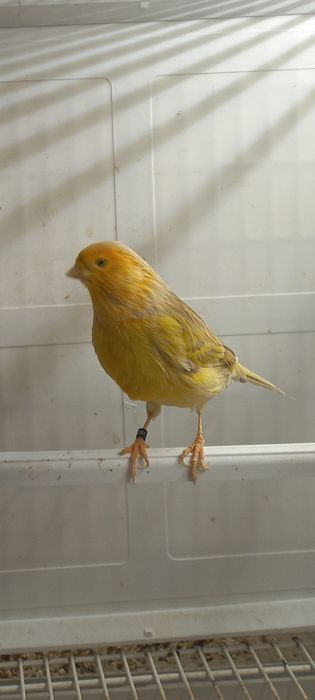 Canari masculi  si femele 2025 și pui 2026