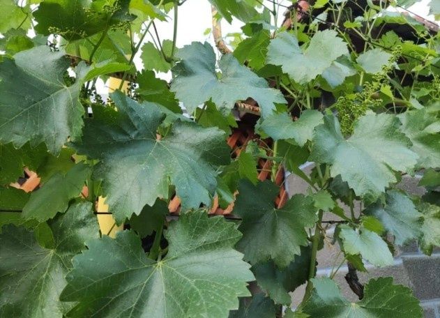 Листья винограда из своего сада,  для кулинарии