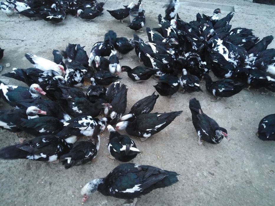 Индейский урдак ва тухумлари сотилади