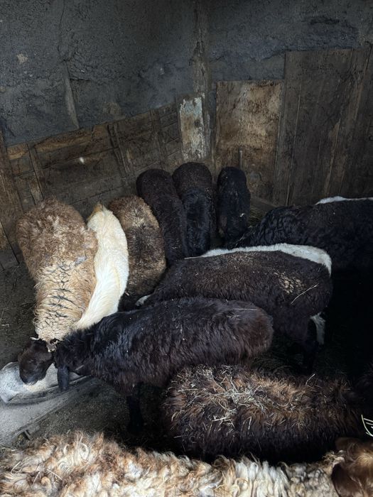 Бағлан, қой сатылымда