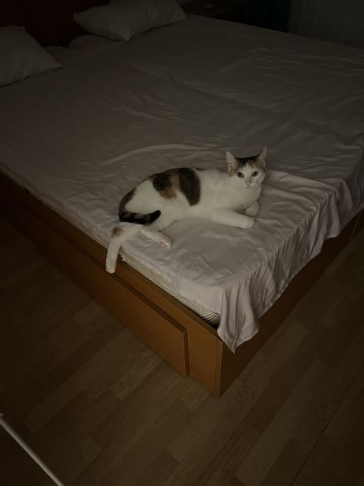 Donez pisică adultă cuminte si iubitoare pe care am crescuto de mică