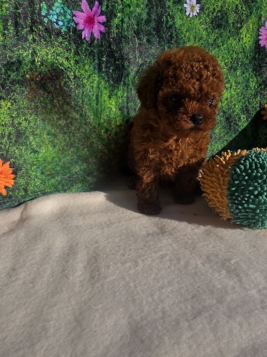 !Пудел тийкъп Момиче с документ за произход